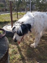 MATTI, Hund, Mioritic Hirtenhund-Mix in Rumänien - Bild 7