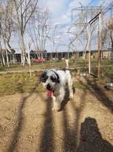 MATTI, Hund, Mioritic Hirtenhund-Mix in Rumänien - Bild 9