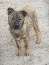CUPID, Hund, Mischlingshund in Bulgarien - Bild 1