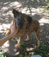 CUPID, Hund, Mischlingshund in Bulgarien - Bild 10