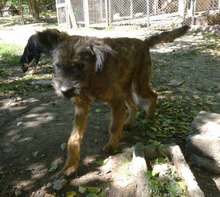 CUPID, Hund, Mischlingshund in Bulgarien - Bild 11