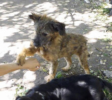 CUPID, Hund, Mischlingshund in Bulgarien - Bild 12