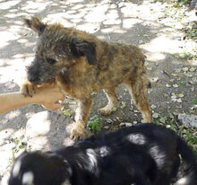CUPID, Hund, Mischlingshund in Bulgarien - Bild 13
