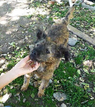 CUPID, Hund, Mischlingshund in Bulgarien - Bild 14