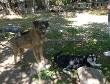 CUPID, Hund, Mischlingshund in Bulgarien - Bild 15
