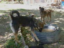 CUPID, Hund, Mischlingshund in Bulgarien - Bild 16