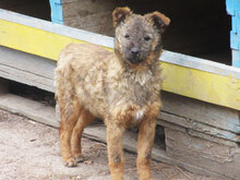 CUPID, Hund, Mischlingshund in Bulgarien - Bild 3