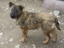 CUPID, Hund, Mischlingshund in Bulgarien - Bild 4