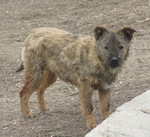 CUPID, Hund, Mischlingshund in Bulgarien - Bild 5