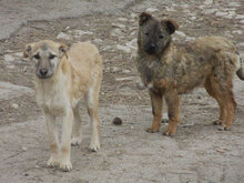 CUPID, Hund, Mischlingshund in Bulgarien - Bild 6