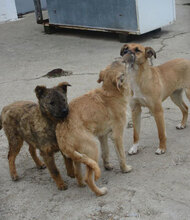 CUPID, Hund, Mischlingshund in Bulgarien - Bild 7