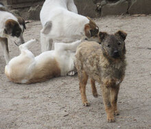 CUPID, Hund, Mischlingshund in Bulgarien - Bild 8