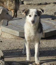 OLOF, Hund, Mischlingshund in Bulgarien - Bild 1