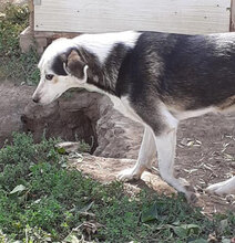 OLOF, Hund, Mischlingshund in Bulgarien - Bild 11