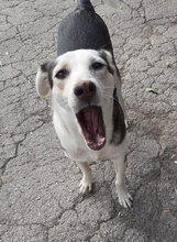 OLOF, Hund, Mischlingshund in Bulgarien - Bild 12