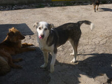 OLOF, Hund, Mischlingshund in Bulgarien - Bild 15
