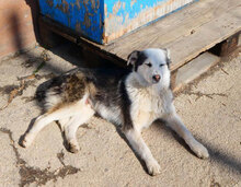 OLOF, Hund, Mischlingshund in Bulgarien - Bild 18