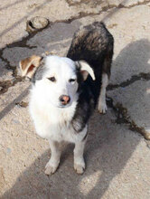 OLOF, Hund, Mischlingshund in Bulgarien - Bild 19