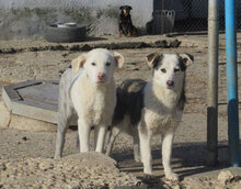 OLOF, Hund, Mischlingshund in Bulgarien - Bild 2