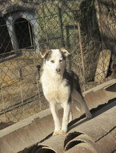 OLOF, Hund, Mischlingshund in Bulgarien - Bild 3