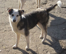 OLOF, Hund, Mischlingshund in Bulgarien - Bild 4