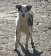 OLOF, Hund, Mischlingshund in Bulgarien - Bild 5