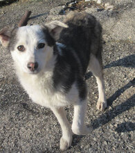 OLOF, Hund, Mischlingshund in Bulgarien - Bild 6