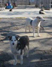 OLOF, Hund, Mischlingshund in Bulgarien - Bild 7