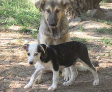 OLOF, Hund, Mischlingshund in Bulgarien - Bild 9