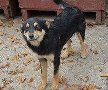 VAYANA, Hund, Mischlingshund in Bulgarien - Bild 10