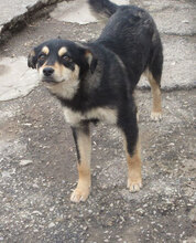 VAYANA, Hund, Mischlingshund in Bulgarien - Bild 2