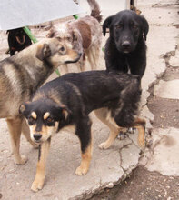 VAYANA, Hund, Mischlingshund in Bulgarien - Bild 3