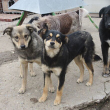 VAYANA, Hund, Mischlingshund in Bulgarien - Bild 4