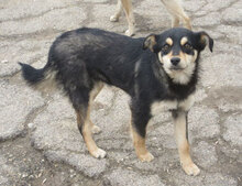 VAYANA, Hund, Mischlingshund in Bulgarien - Bild 6