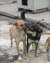 VAYANA, Hund, Mischlingshund in Bulgarien - Bild 8