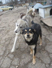 VAYANA, Hund, Mischlingshund in Bulgarien - Bild 9
