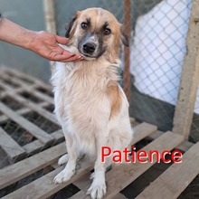 PATIENCE, Hund, Mischlingshund in Bulgarien - Bild 1