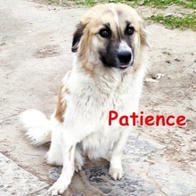 PATIENCE, Hund, Mischlingshund in Bulgarien - Bild 2