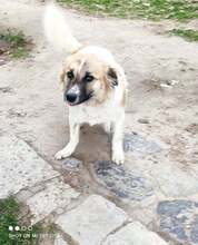 PATIENCE, Hund, Mischlingshund in Bulgarien - Bild 3