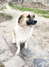 PATIENCE, Hund, Mischlingshund in Bulgarien - Bild 4