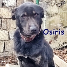 OSIRIS, Hund, Mischlingshund in Bulgarien - Bild 1