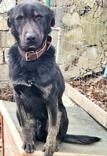 OSIRIS, Hund, Mischlingshund in Bulgarien - Bild 2