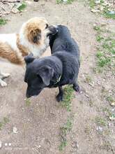 DEDI, Hund, Mischlingshund in Unna - Bild 3