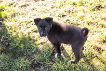 TEDDY, Hund, Mischlingshund in Kroatien - Bild 3