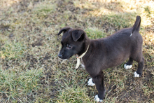TEDDY, Hund, Mischlingshund in Kroatien - Bild 6