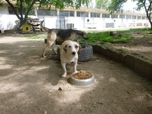 NILA, Hund, Mischlingshund in Bulgarien - Bild 11
