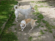 NILA, Hund, Mischlingshund in Bulgarien - Bild 12