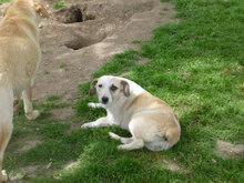 NILA, Hund, Mischlingshund in Bulgarien - Bild 13