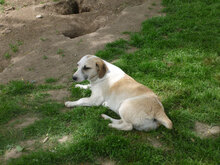 NILA, Hund, Mischlingshund in Bulgarien - Bild 14