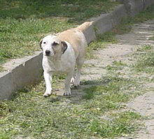 NILA, Hund, Mischlingshund in Bulgarien - Bild 15